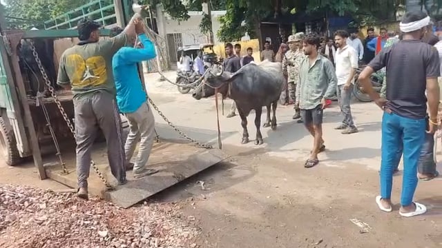 आगरा में भैंसों को मिलाना पड़ा भारी रामबाग वाटर बॉक्स क्षेत्र में टास्क फोर्स में पड़ी भैंस पशु चालकों पर लगाया जुर्माना