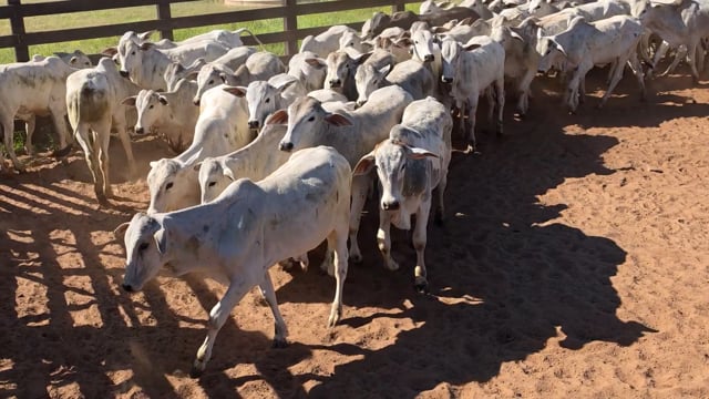 Lote 01Q