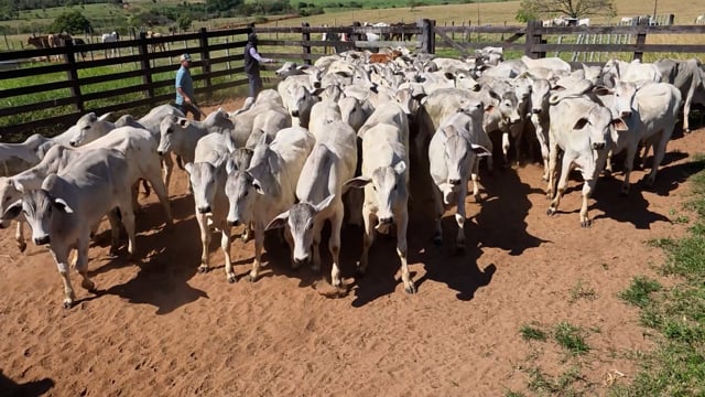 Lote 04Q
