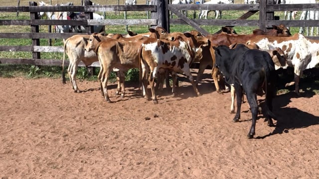 Lote 03Q