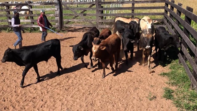 Lote 02Q