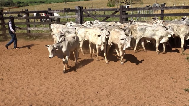 Lote 05Q