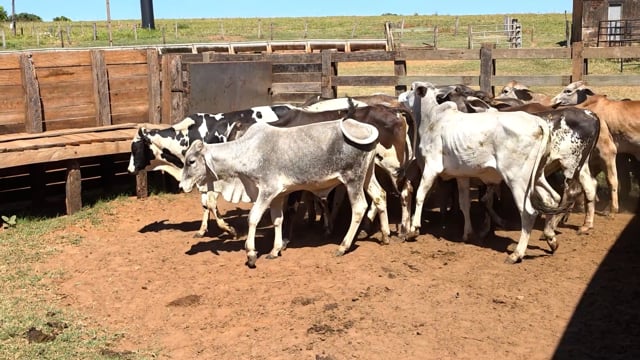 Lote 23