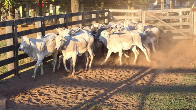 Lote 25