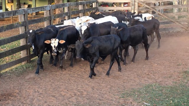 Lote 26