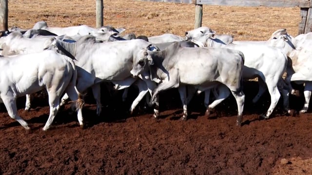 Lote 02C