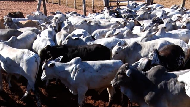 Lote 01C