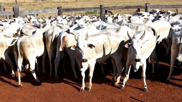Lote 20A