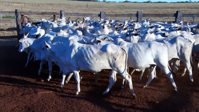 Lote 23A