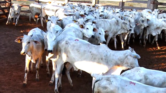 Lote 24A