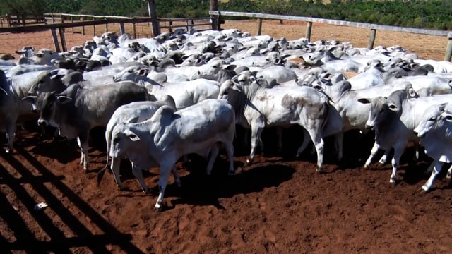 Lote 01B