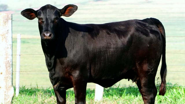 Lote 04