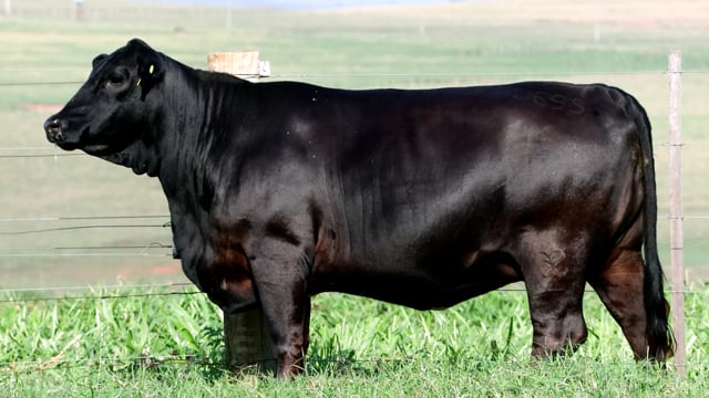 Lote 17