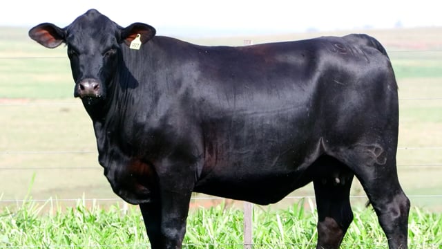 Lote 22