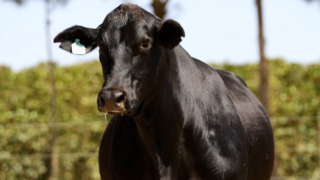 Lote 25A / 25B