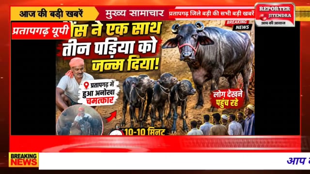 #pratapgarhnews भैंस ने एक साथ तीन पड़िया को दिया जन्म | 10-10 मिनट के अंतराल पर हुआ जन्म | #pbh  