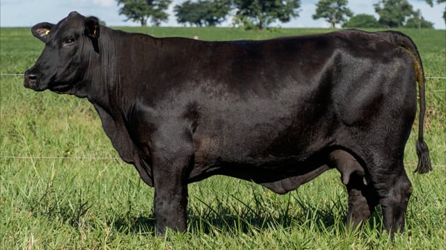 Lote 27