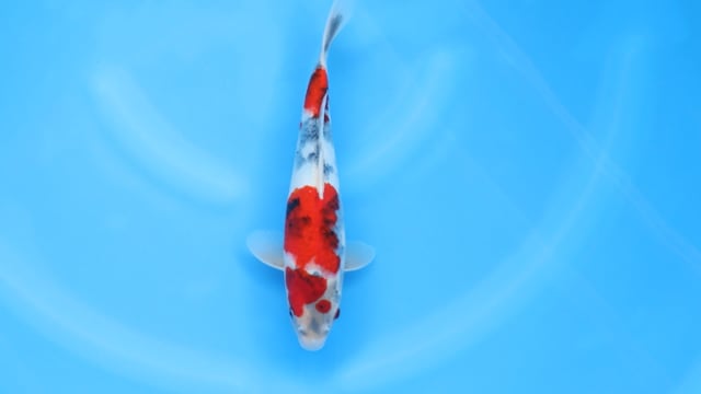 Showa - Odakan (30cm)