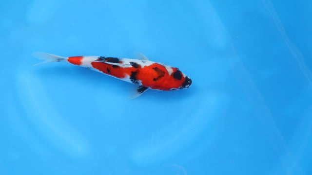Showa - Isa (26cm)