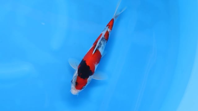 Showa - Odakan (28cm)