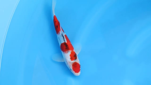 Showa - Odakan (25cm)