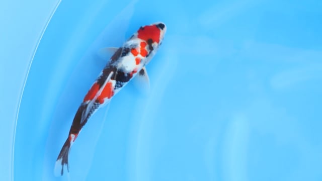 Showa - Tamaura (32cm)