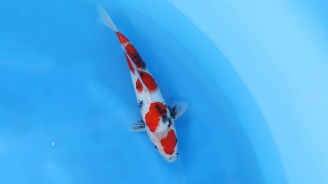 Showa - Tamaura (32cm)