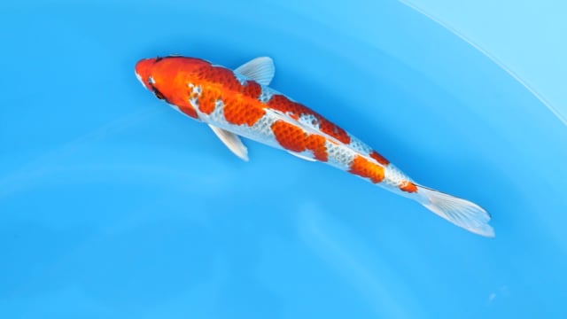 Kujaku - Hosokai (34cm)
