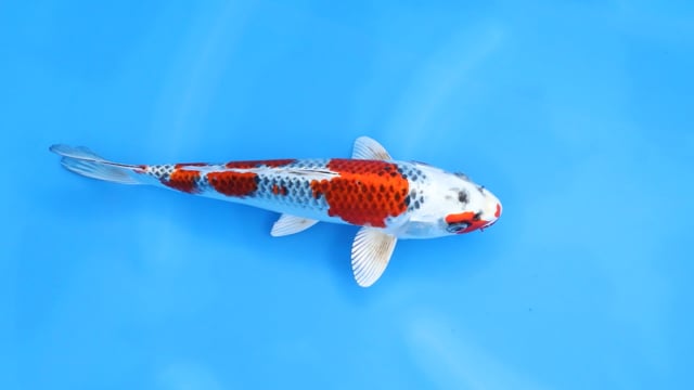 Kujaku - Hosokai (30cm)