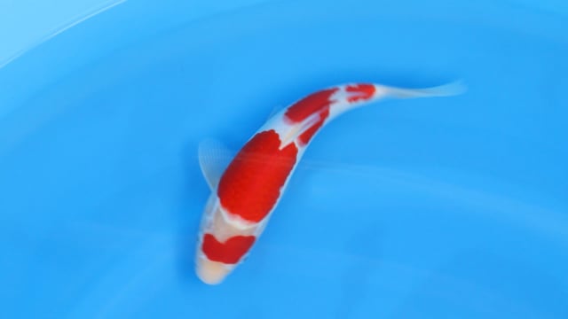 Kohaku - Tamaura (29cm)