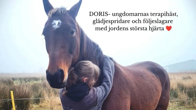Ungdomarnas terapihäst Doris veterinärkostnader