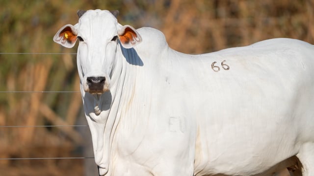 Lote 66