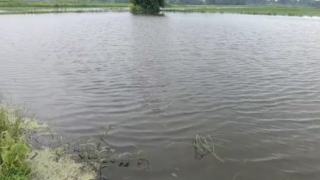 बात गंगा ड्रेन में अधिक बरसात होने से जलमग्न हुई धान की फ़सल, जलनिकासी की आधी अधूरी ब्यवस्था बनी कारण