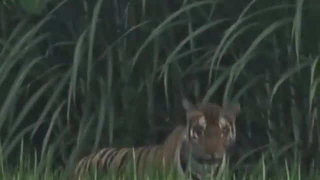 बाघ और तेंदुओं की चहलकदमी से दहशत, खेत में बाघ दिखने का वीडियो वायरल