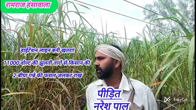 11000 वोल्ट की झूलती तारों ने जलाई किसान की 2 बीघा गन्ने की फसल | विद्युत विभाग पर गंभीर सवाल