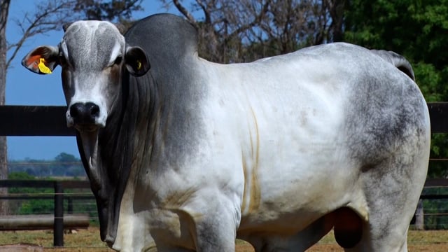 Lote 07