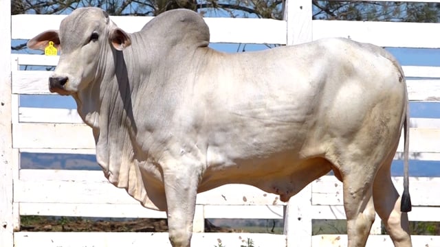 Lote 18