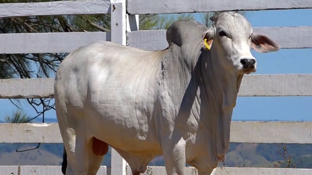 Lote 19
