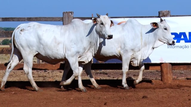Lote C