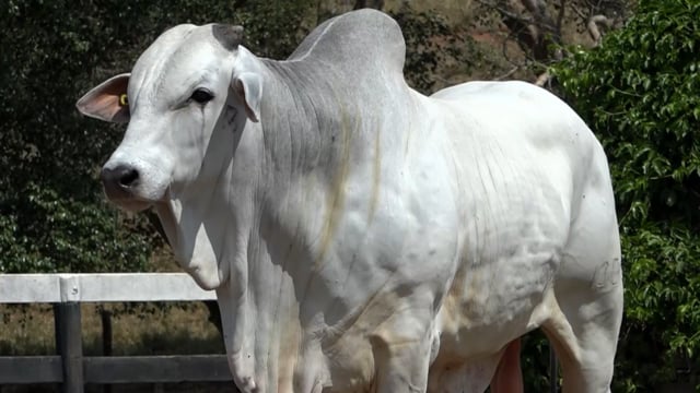 Lote 20