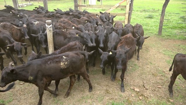 Lote 01