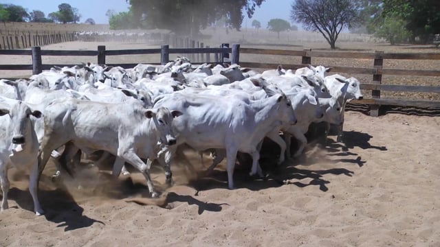 Lote 06