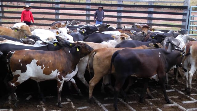Lote 08