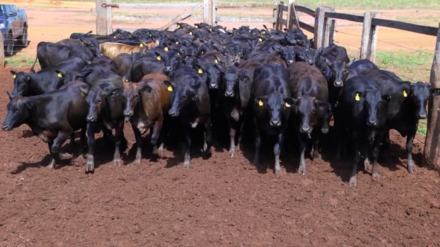 Lote 10