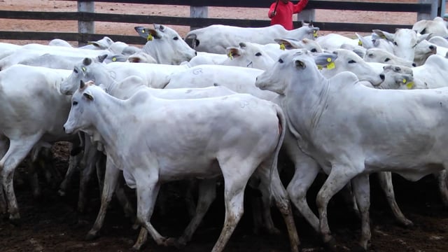 Lote 09