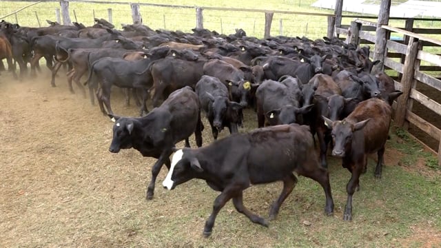 Lote 02
