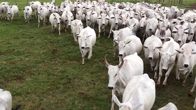 Lote 06A