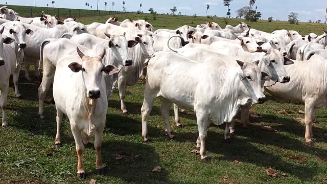 Lote 05A