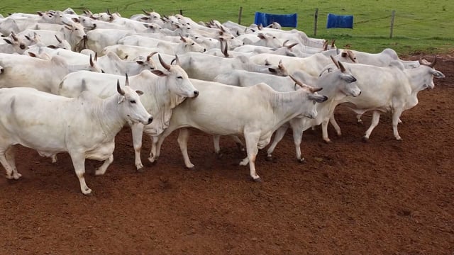 Lote 01A