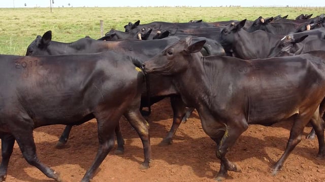 Lote 04